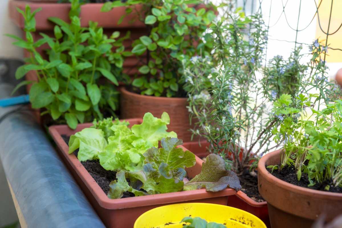 Potted plants of various herbs and leafy greens, including lettuce, rosemary, and mint, are arranged on a ledge of a balcony. A yellow pot is in the foreground, and a hose can be partially seen to the left. 