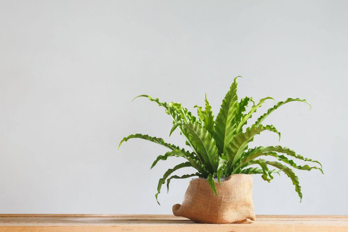 A bird's nest fern with long, wavy leaves sits inside a burlap-wrapped pot on a wooden surface.