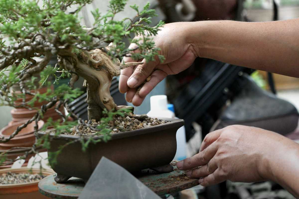 A person tends to a small bonsai tree in a ceramic pot, carefully adjusting the bonsai soil and branches. 