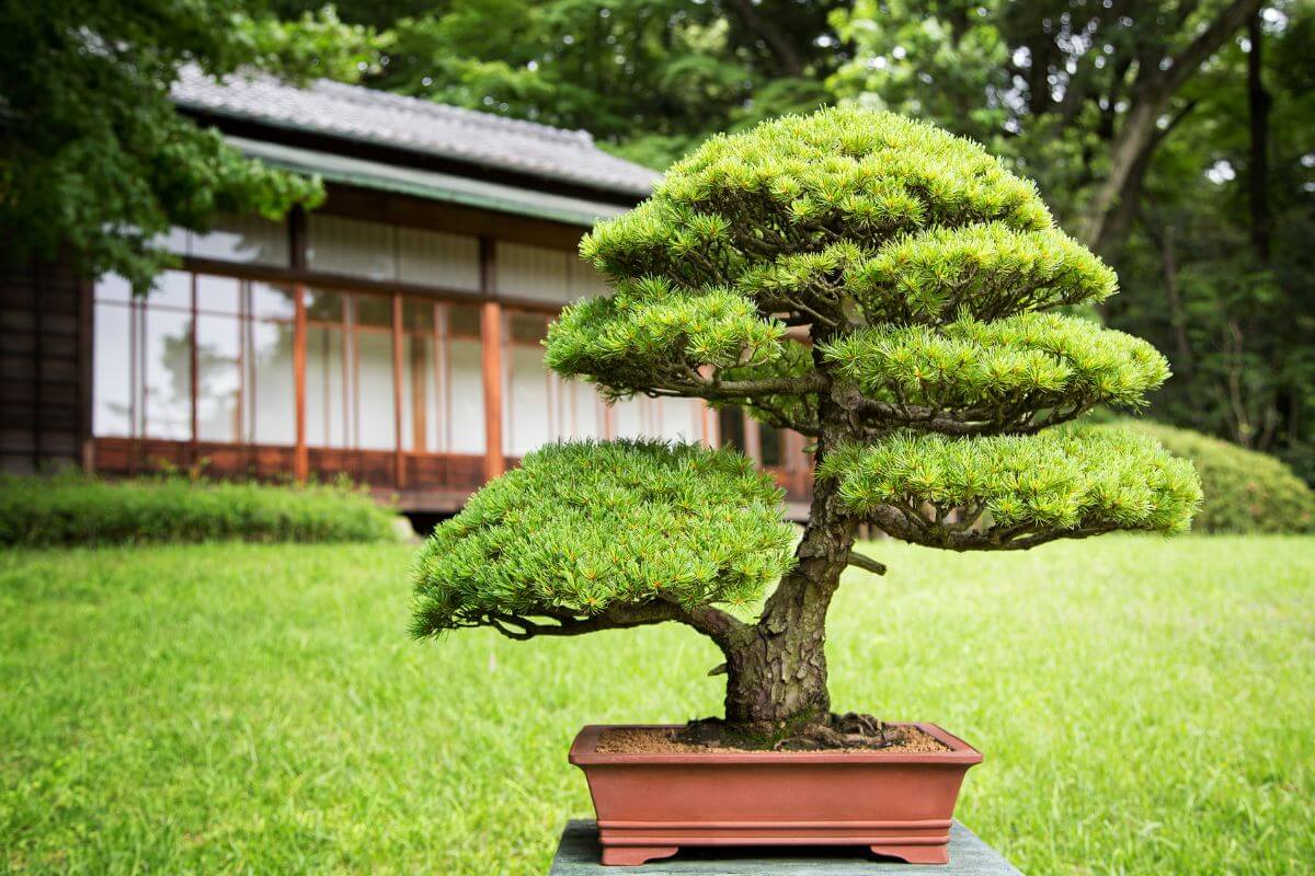 A well-maintained bonsai tree in a rectangular pot sits on a wooden surface outdoors with a house in the background.