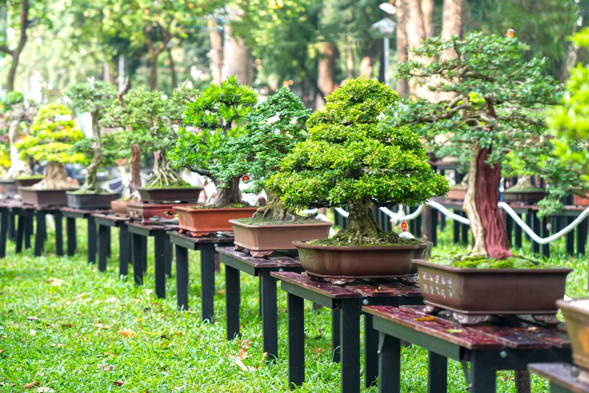 A row of bonsai trees displayed on wooden benches in a garden. The bonsai trees vary in size and species, each planted in its own container. 