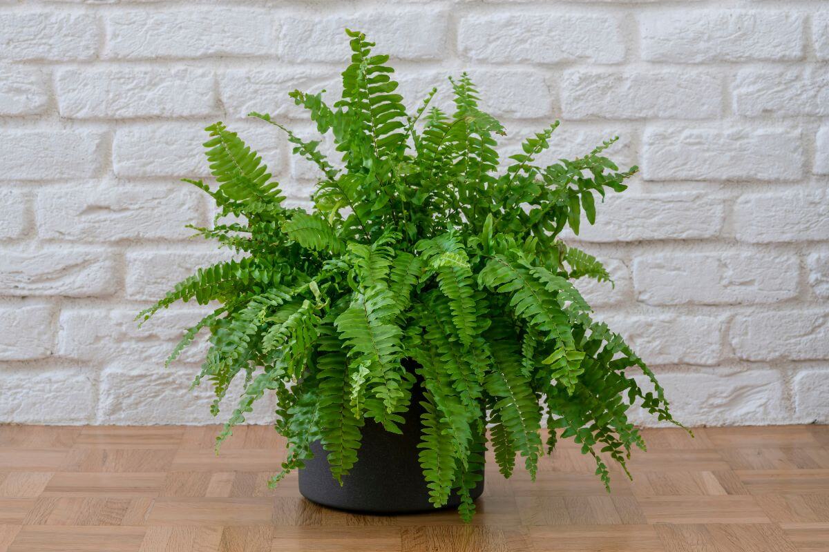 A Boston fern sits in a black pot on a wooden floor. The background features a white brick wall, contrasting with the vibrant foliage.