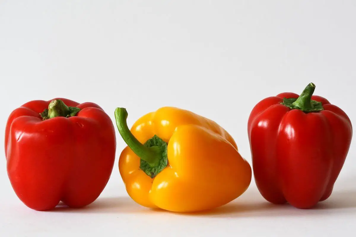 Three bell peppers on a white background: two red upright and one yellow lying horizontally with its stem left.