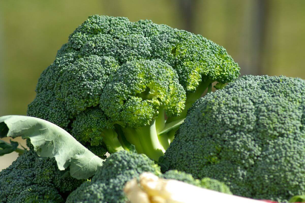 Close-up image of fresh, green broccoli heads with some leaves visible.