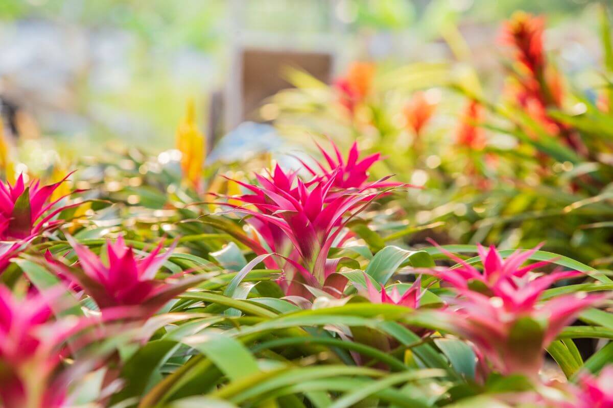 A vibrant garden scene featuring numerous bromeliad plants with bright pink flowers. 