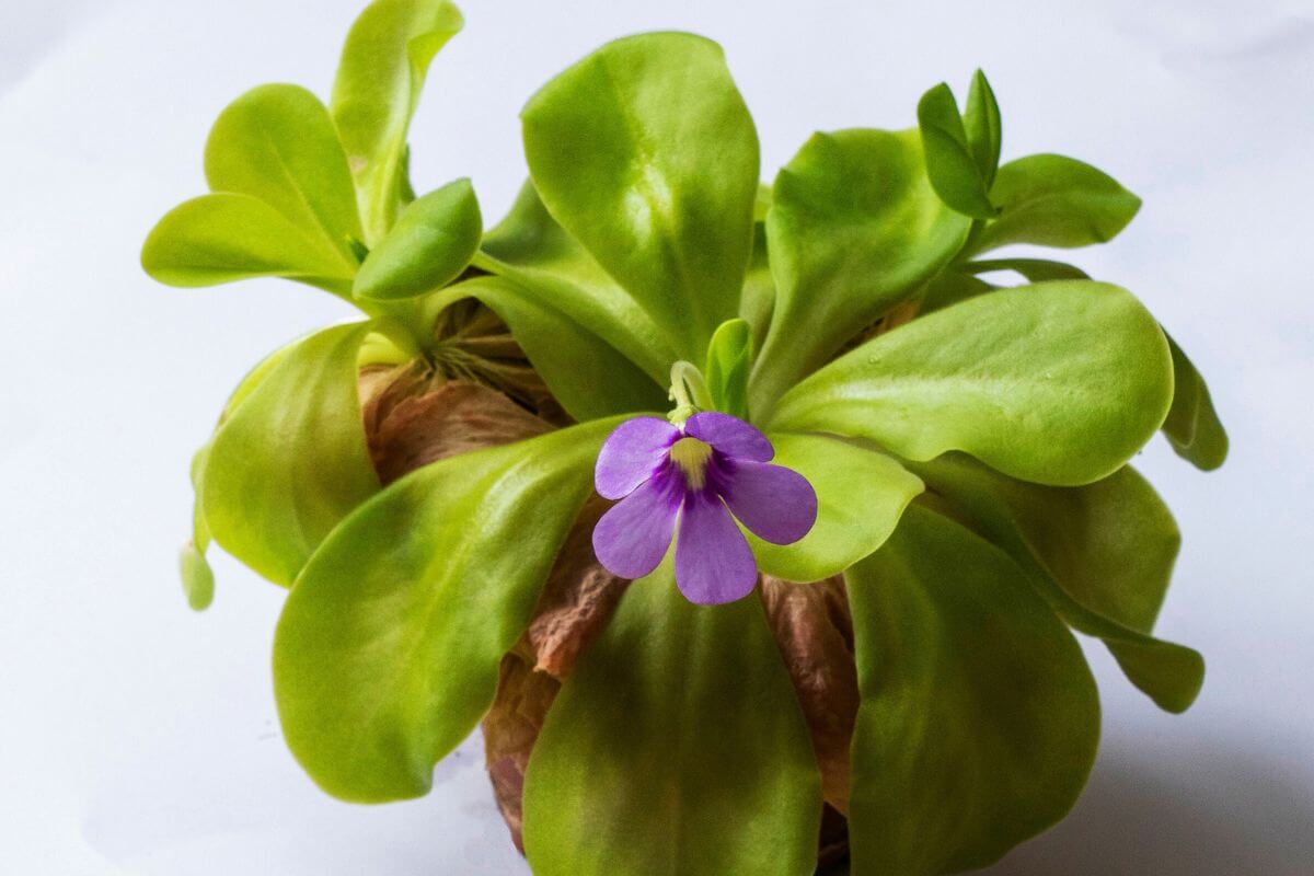 A vibrant green butterwort plant with wide, glossy leaves and a single, small purple flower blooming in the center, set against a plain white background.