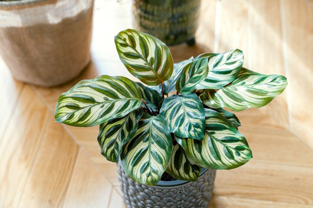 A Calathea plant with broad, green leaves featuring striking white and light green striped patterns sits on a light wooden floor. 