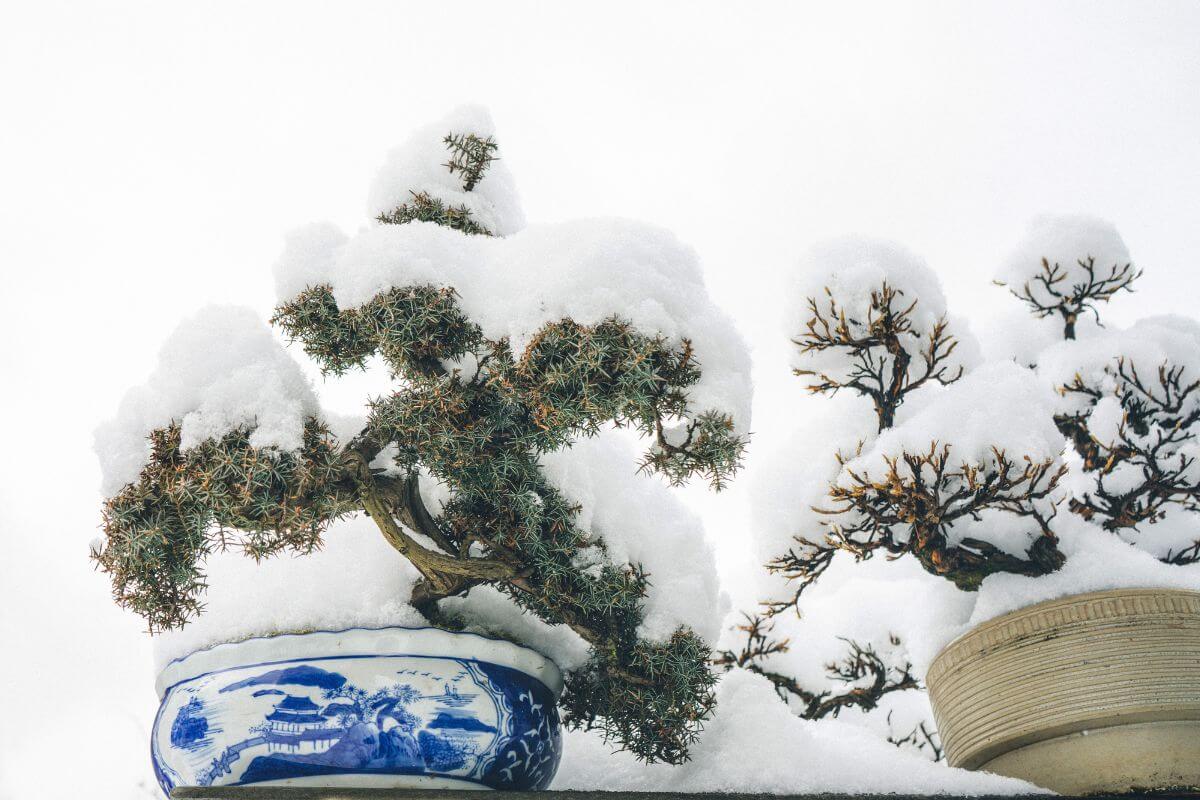 Two potted bonsai trees covered in snow are displayed against a white background. 