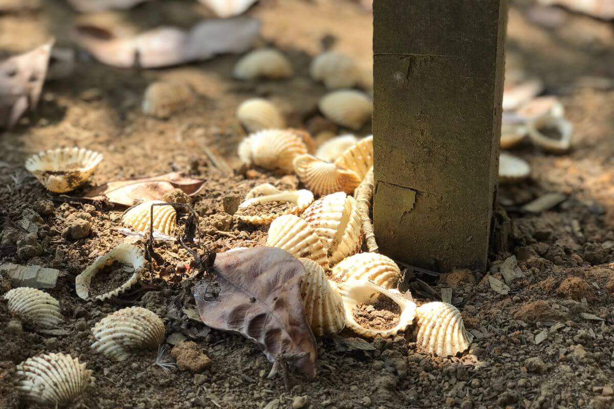 Several clam shells scattered on sandy ground around a wooden post, surrounded by dry leaves.