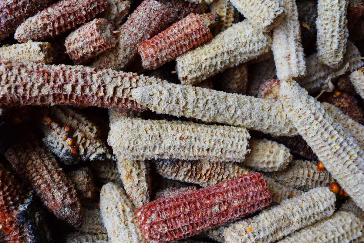 A pile of dried, empty corn cobs of varying sizes and colors, predominantly shades of red and beige. 