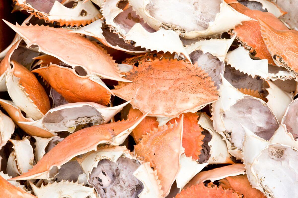 A close-up of numerous empty crab shells piled together.