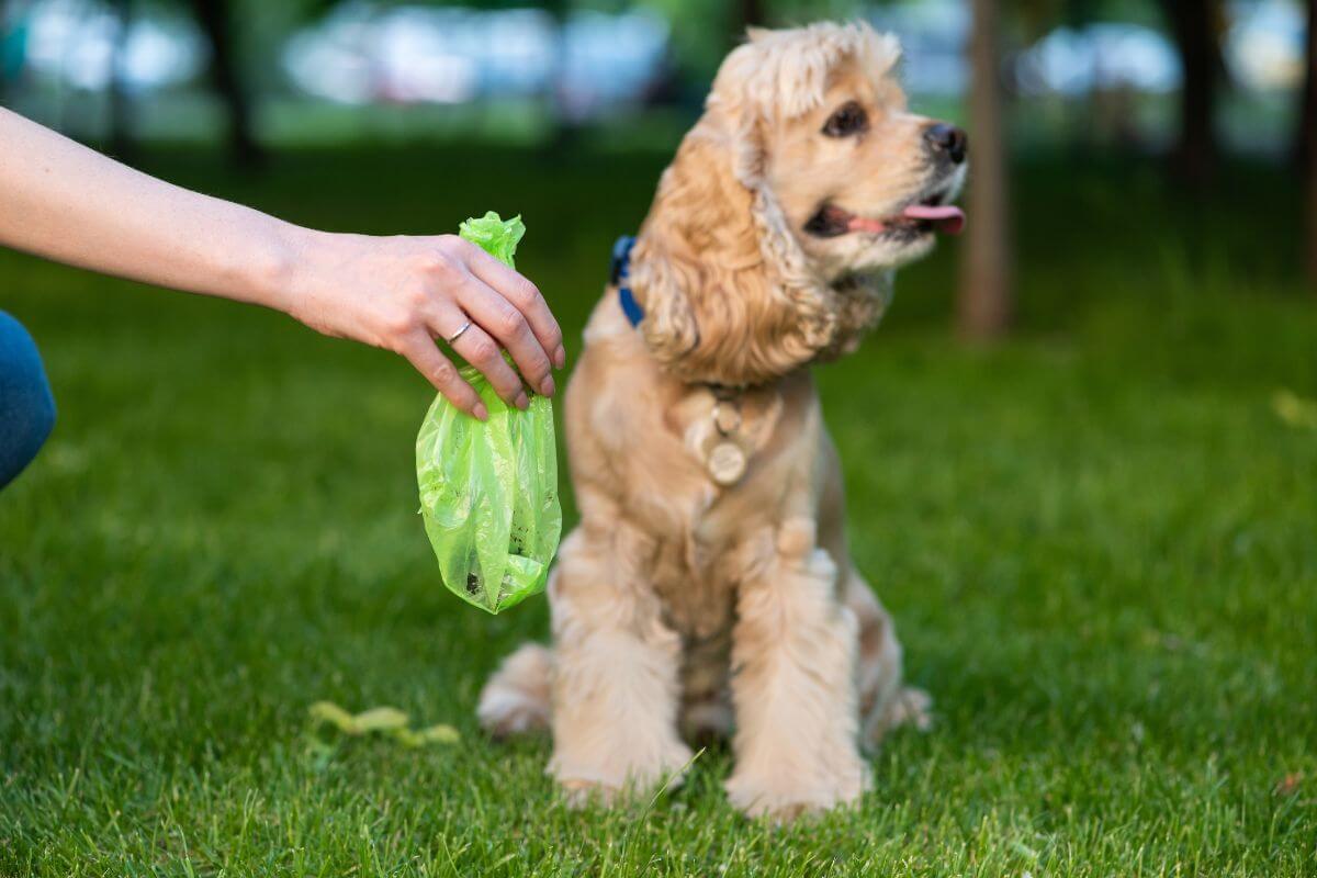 A person holding a green bag of compostable dog poop while a fluffy tan dog sits on the grass, looking away.