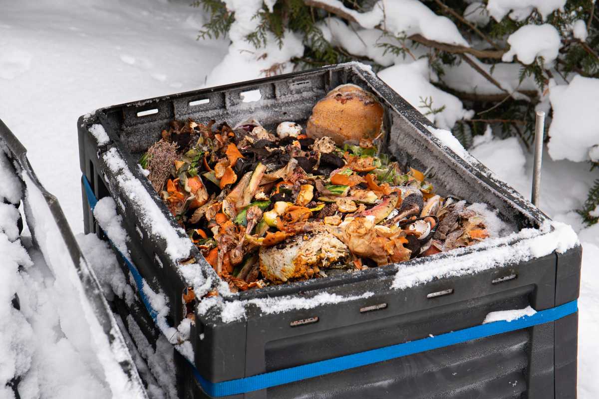 A black plastic crate filled with compost with vegetable scraps and food waste sits outdoors, partially covered in snow. The snowy surrounding area and evergreen branches in the background create a wintery scene. The crate, secured with a blue strap, showcases the practice of composting in the winter.