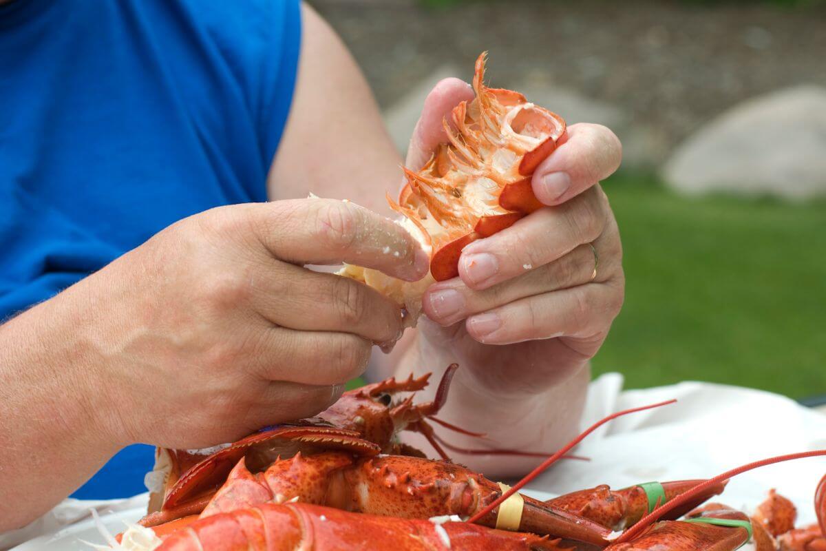 A person wearing a blue shirt is cracking open a lobster shell with their hands, revealing the meat inside.