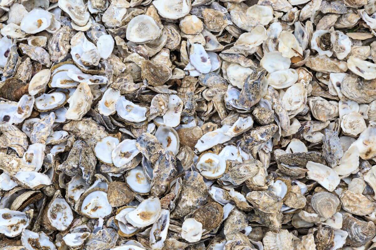 A close-up view of a large pile of empty oyster shells, varying in size and shades of gray and white, their rough, textured surfaces scattered together as though ready for composting.