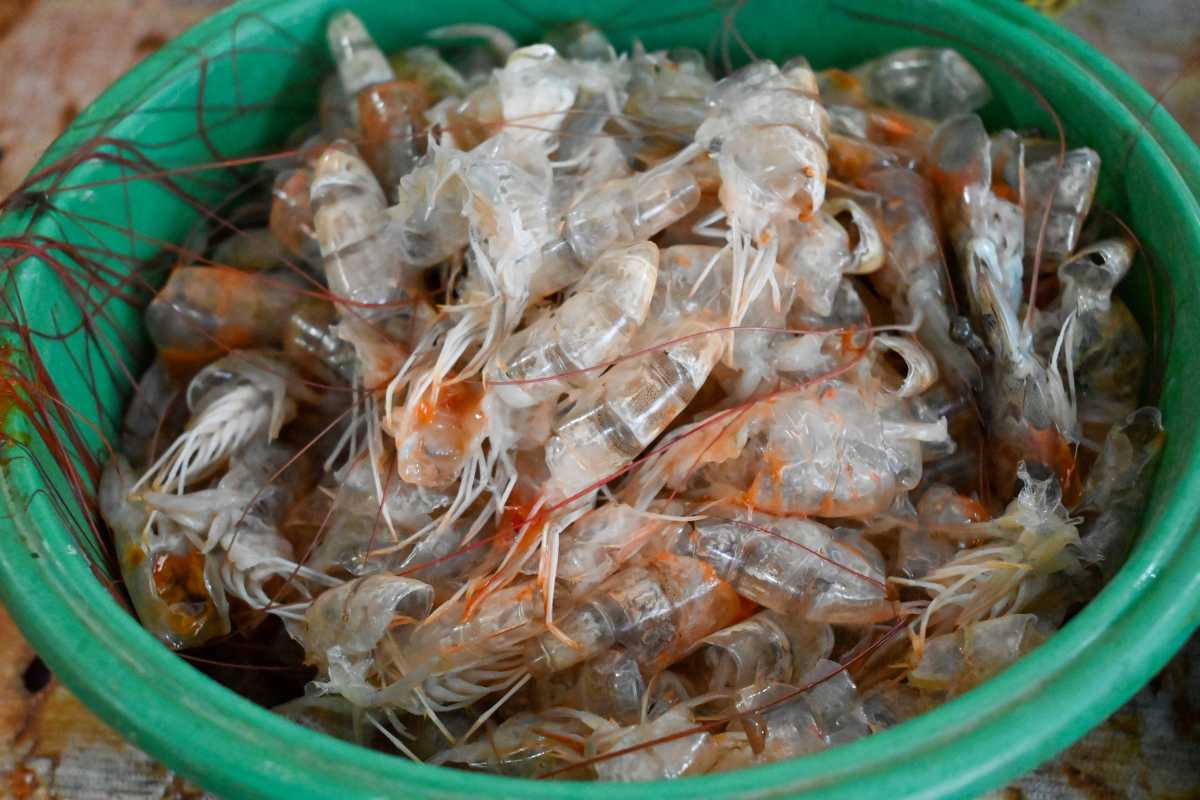 A green plastic container filled with a pile of freshly caught, translucent shrimp shells.