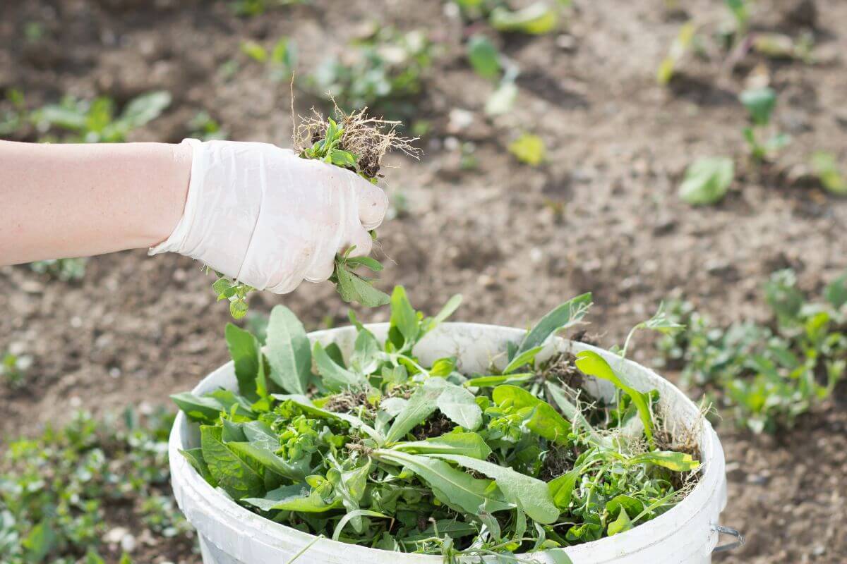 A person wearing a white glove is pulling weeds and placing them in a white bucket, likely to compost.