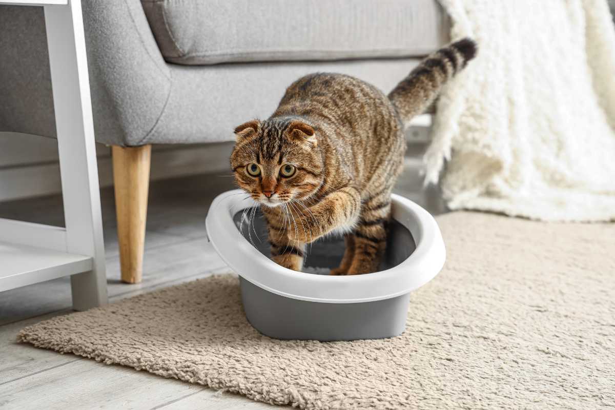 A tabby cat with a curled tail and round face sits in a gray litter box, which is placed on a beige carpet next to a gray couch with wooden legs. 