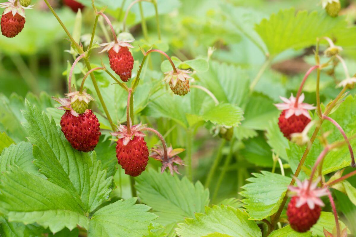 Wild strawberries growing among green leaves. 