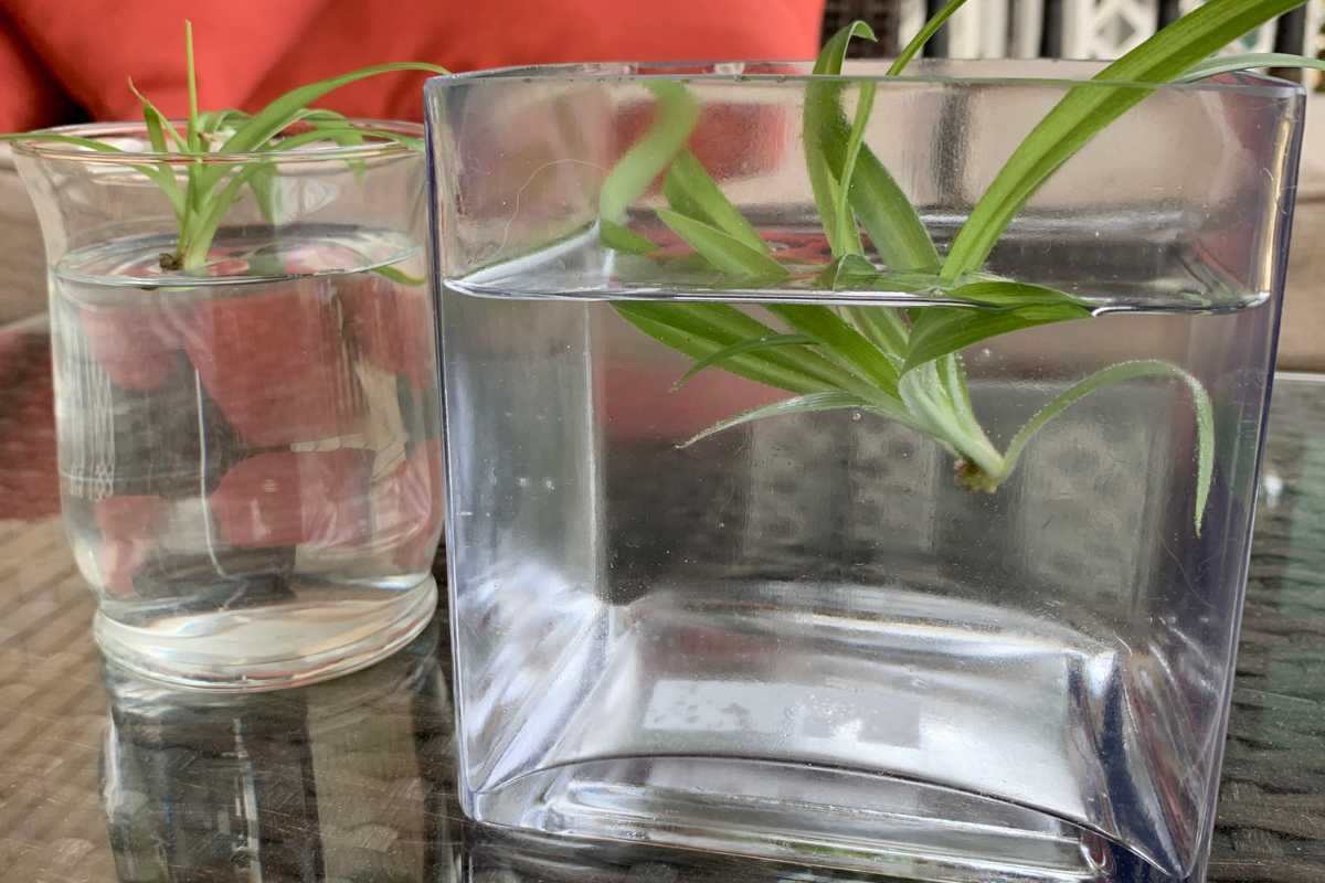 Two glass containers with water are placed on a glass table. Each container holds green plant cuttings, including spider plants in water.