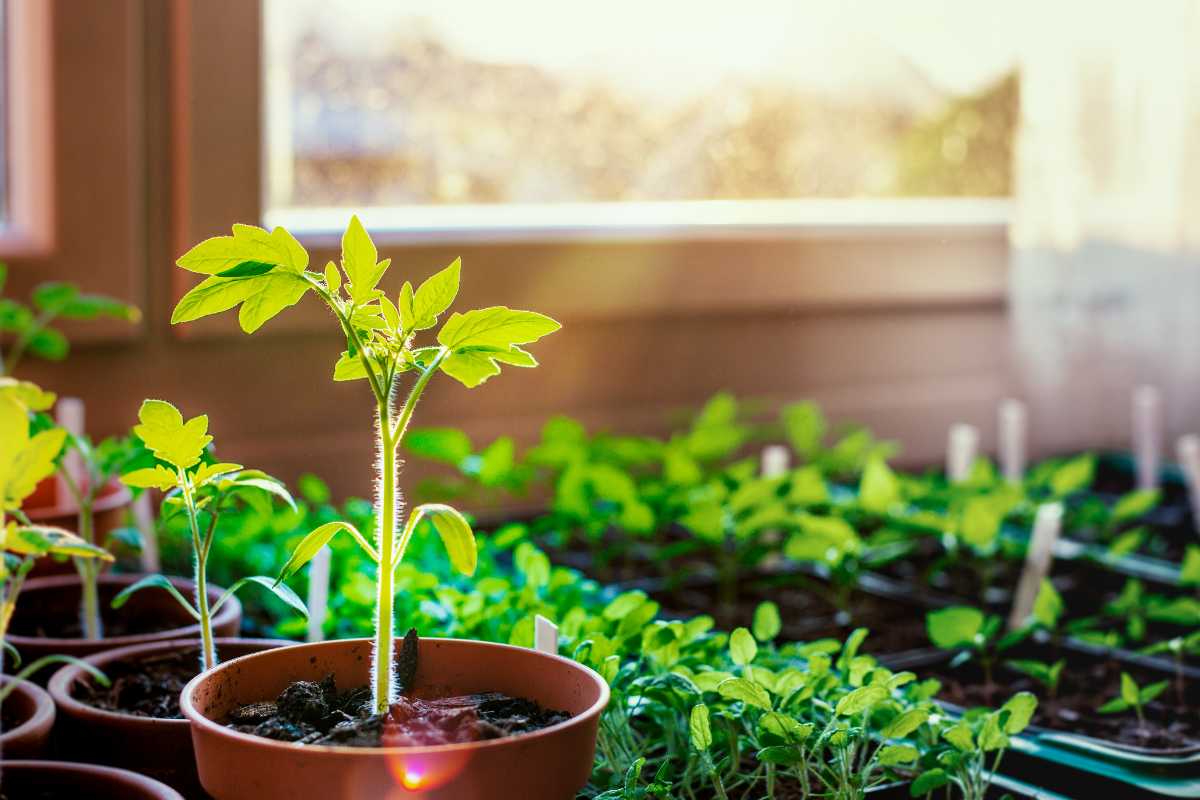 Young plants, including a prominent tomato seedling, are growing in pots and trays on a windowsill. 