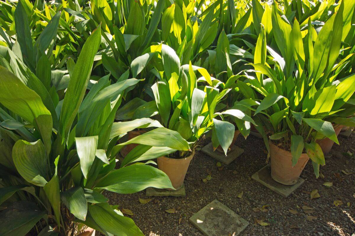 A group of potted green leafy Cast Iron plants arranged closely together on a gravel surface. 