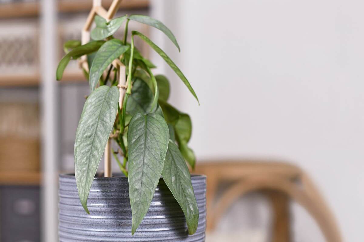 A close-up view of a leafy green Cebu Blue Pothos plant with elongated leaves supported by a small bamboo trellis, housed in a striped, gray planter.