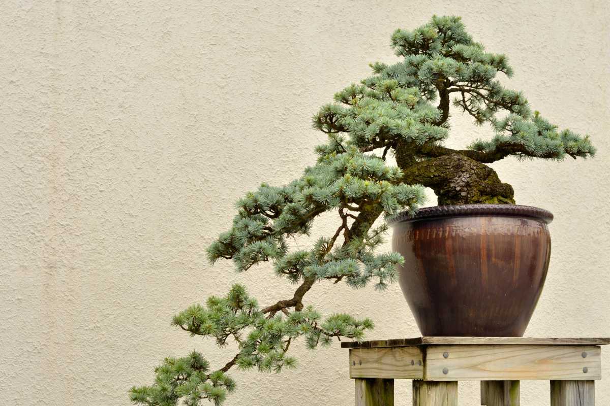 A small cedar bonsai tree, one of the popular bonsai trees, with a twisted trunk and lush green foliage sits in a round, brown pot placed on a simple wooden stand. 