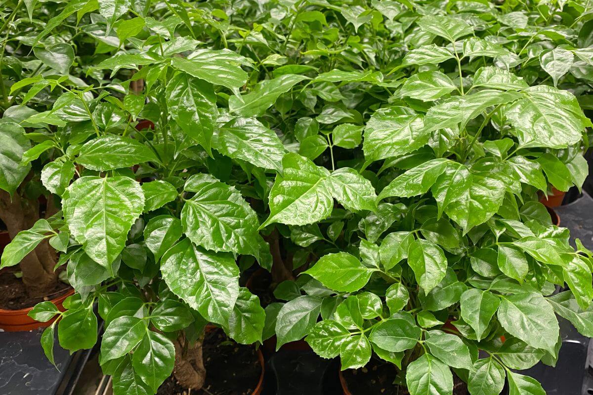 A group of lush, green potted China Doll plants with broad, shiny leaves growing closely together. 