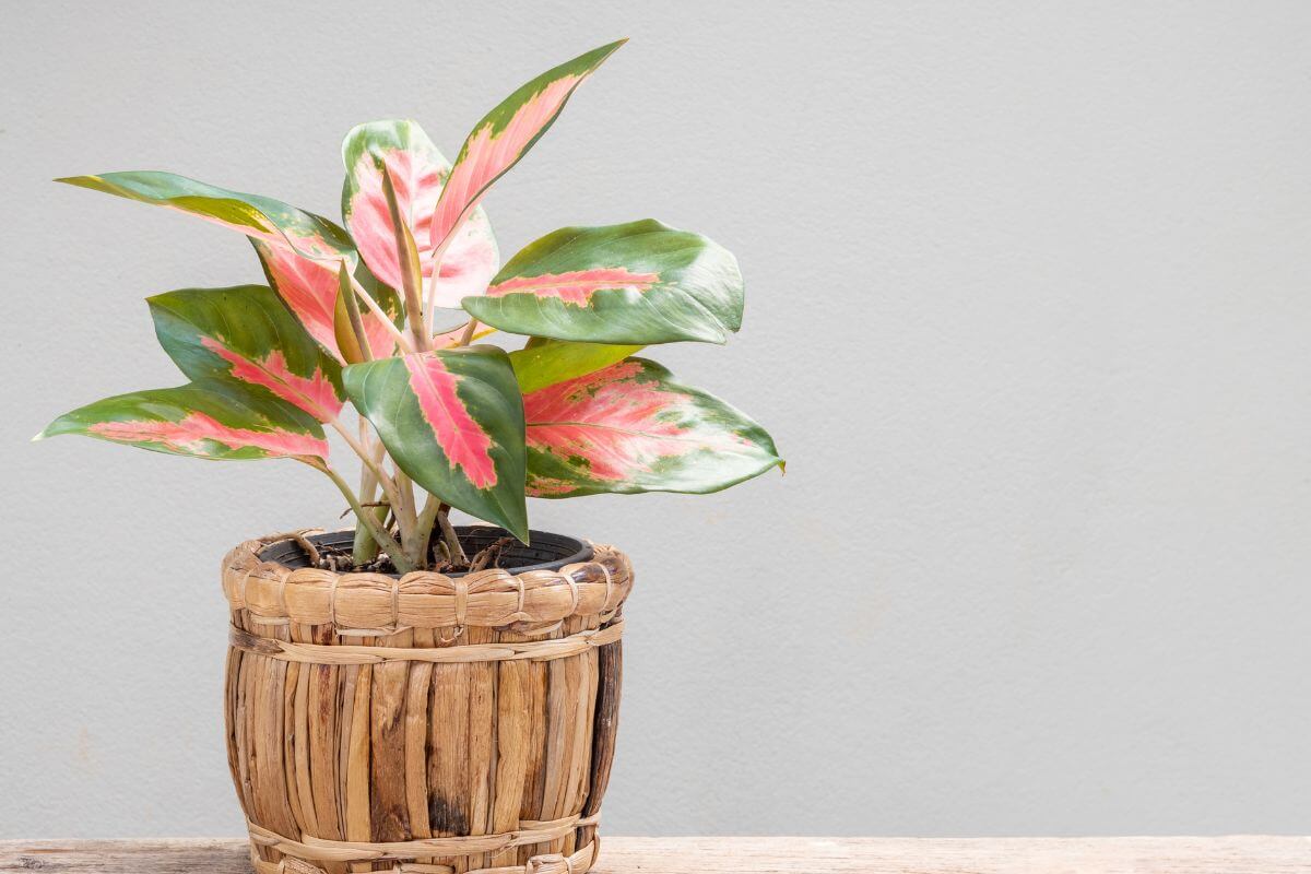 A potted Chinese evergreen with vibrant green leaves, accented by pink and white variegated patterns, sits on a wooden surface. 