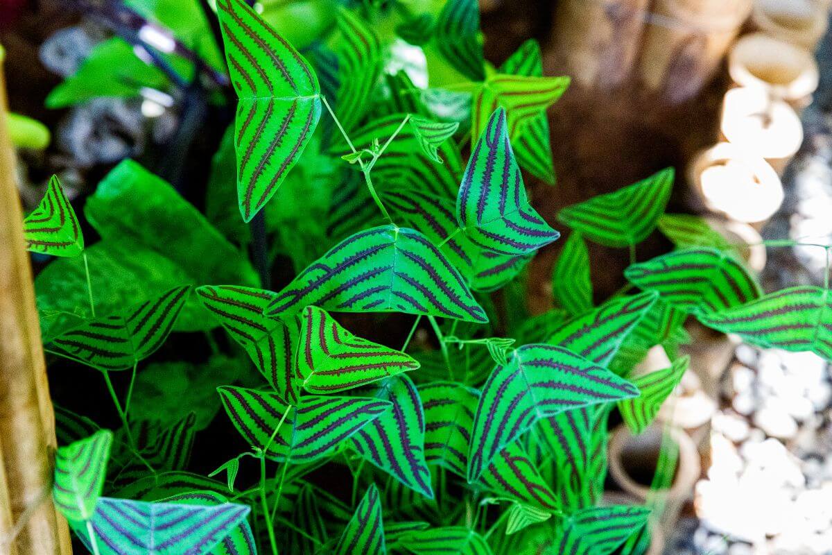 A cluster of vibrant green leaves of swallowtail plant with striking purple stripes, resembling butterfly wings.