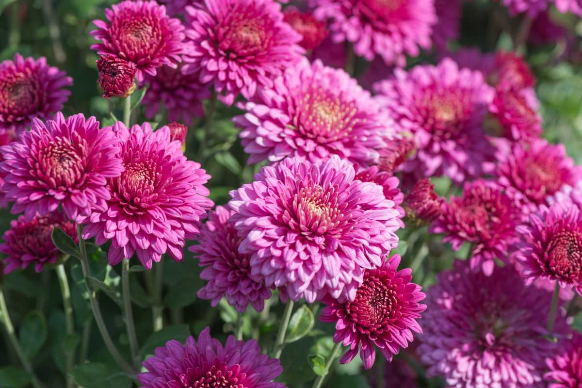 A cluster of vibrant pink and purple chrysanthemums in full bloom, known as plants that repel mosquitoes. 