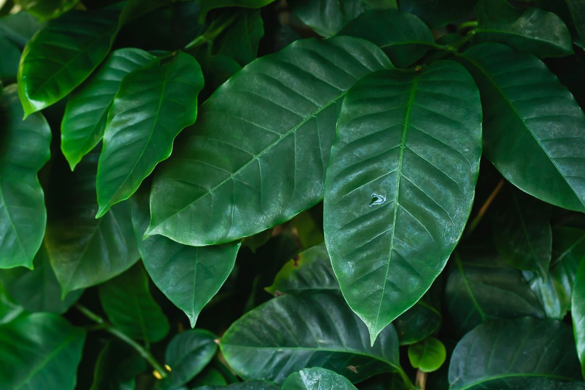 Large, glossy green leaves of a coffee plant. The leaves have prominent veins and deep green coloration.