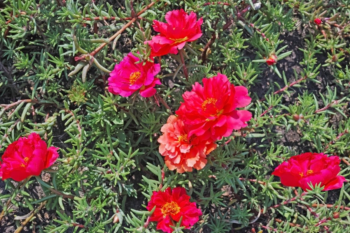 Bright red and peach-colored portulaca flowers bloom amidst green succulent foliage.