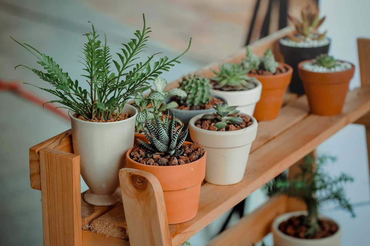 A wooden shelf holds a variety of potted succulents and cacti in different colored pots, including white, terracotta, and black. 