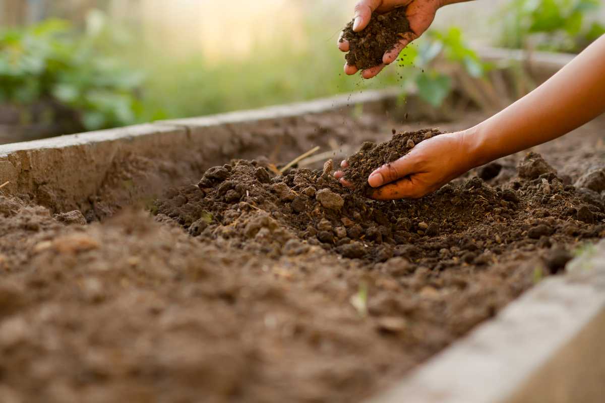 Two hands scooping and compost soil in a garden bed, preparing it for planting. The sunlight casts a warm glow on the freshly turned earth.