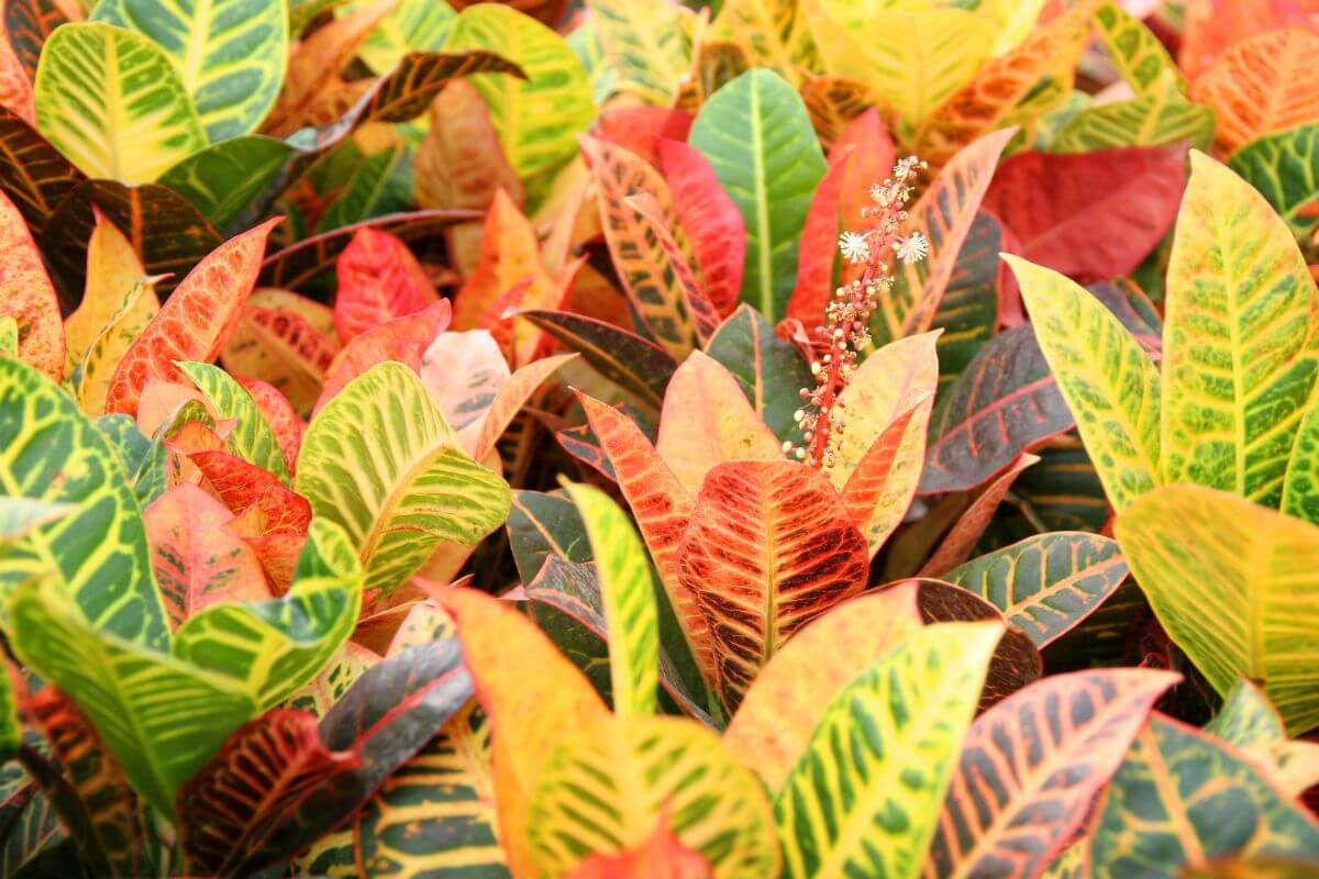 A vibrant collection of croton plants showcases a variety of leaves in striking shades of red, yellow, green, and orange.