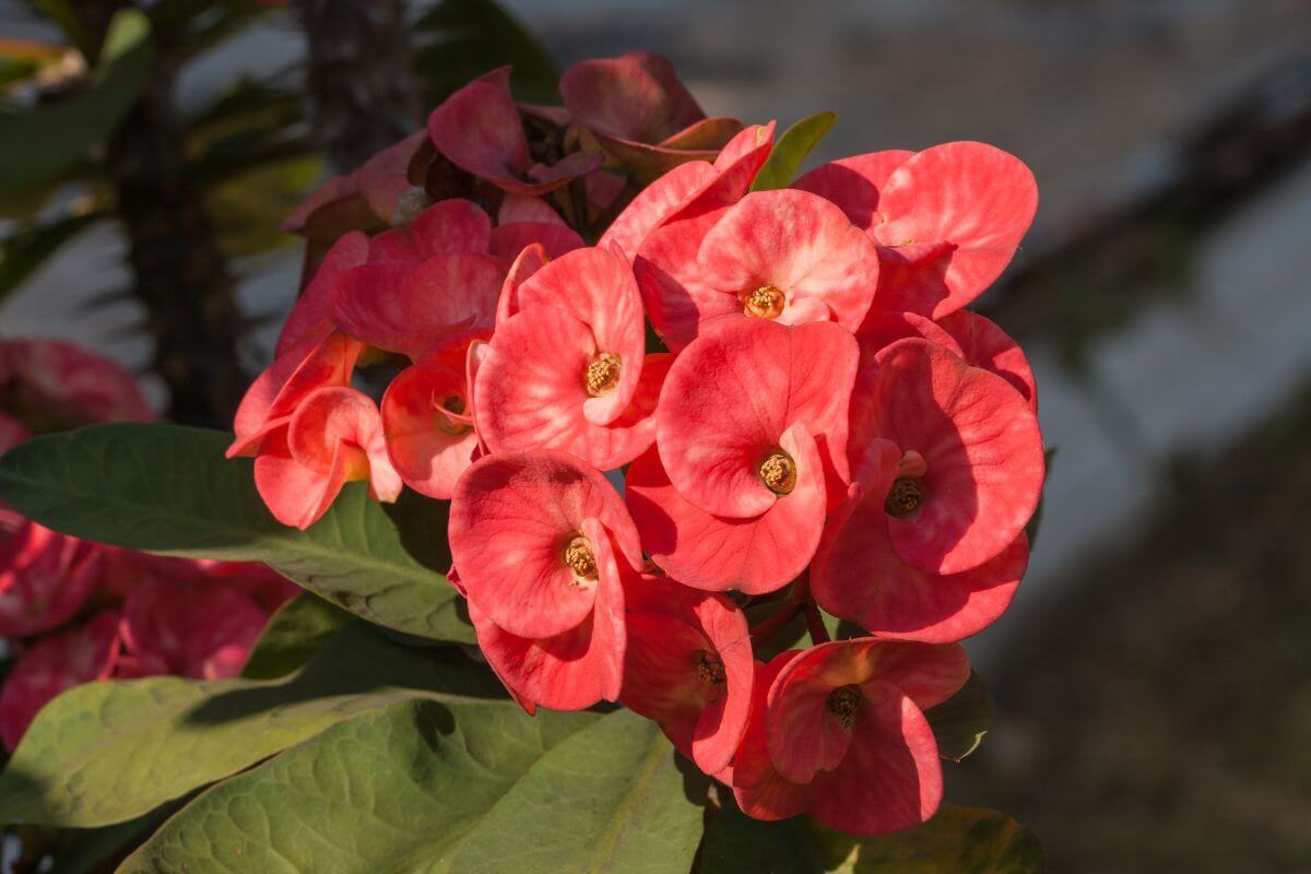 Close-up of a cluster of bright pink crown of thorns plant.