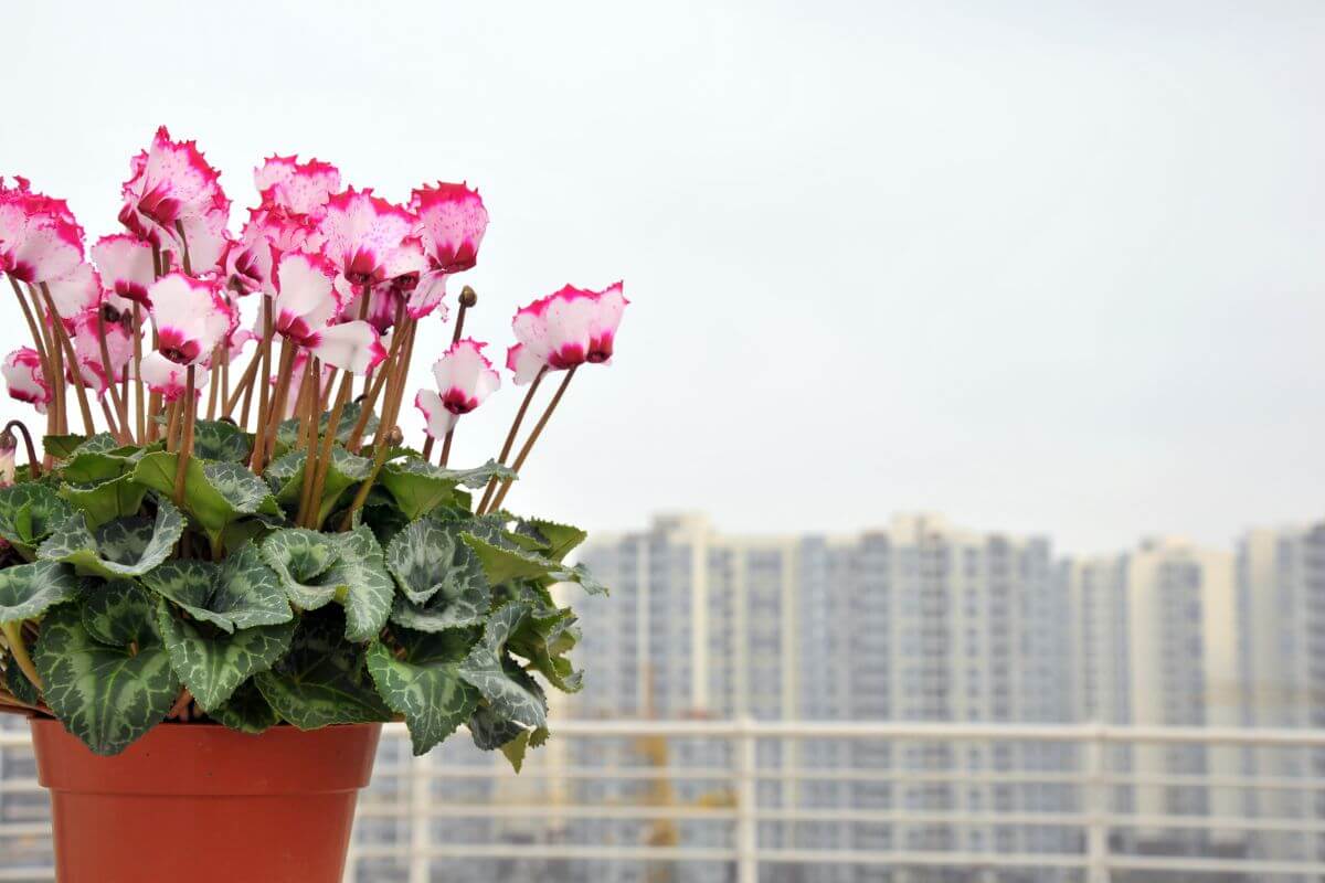 A red-potted cyclamen with white and pink flowers sits on a balcony adorned with lush green leaves.