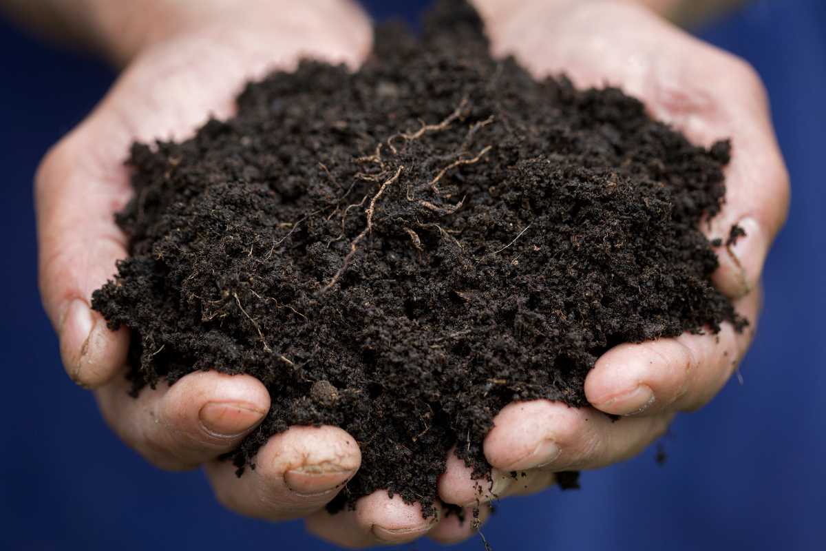 A pair of hands holding a pile of dark, rich humus soil with visible small roots, 