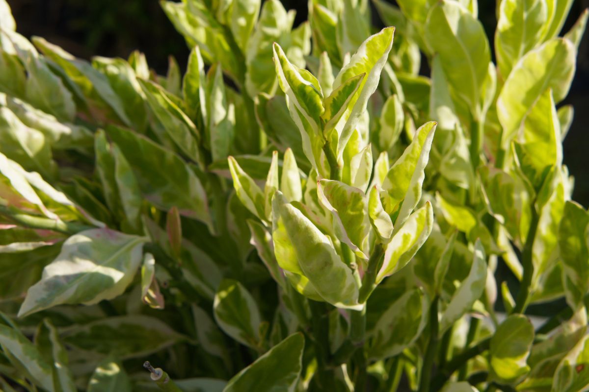 A close-up of a lush devil's backbone plant with numerous green leaves edged and streaked with white.