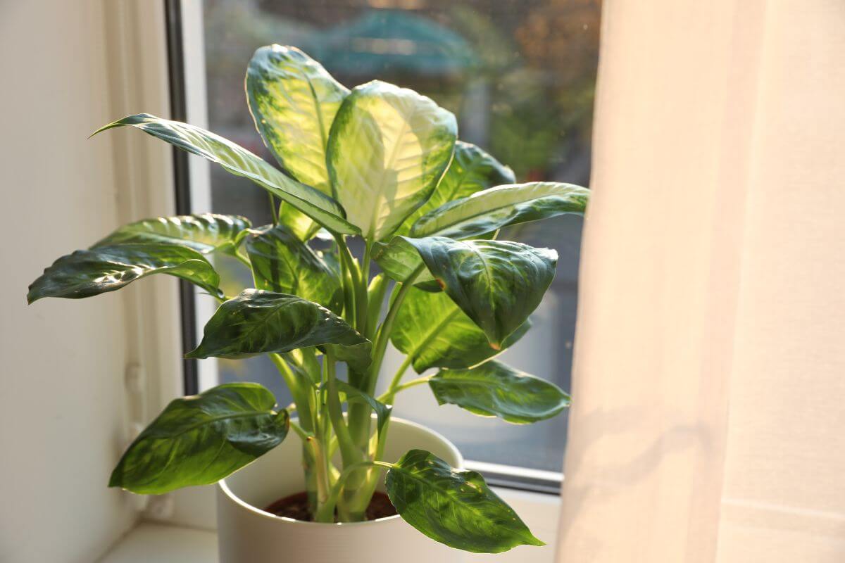 A green potted dumb cane with large leaves sits on a windowsill, bathed in soft sunlight.