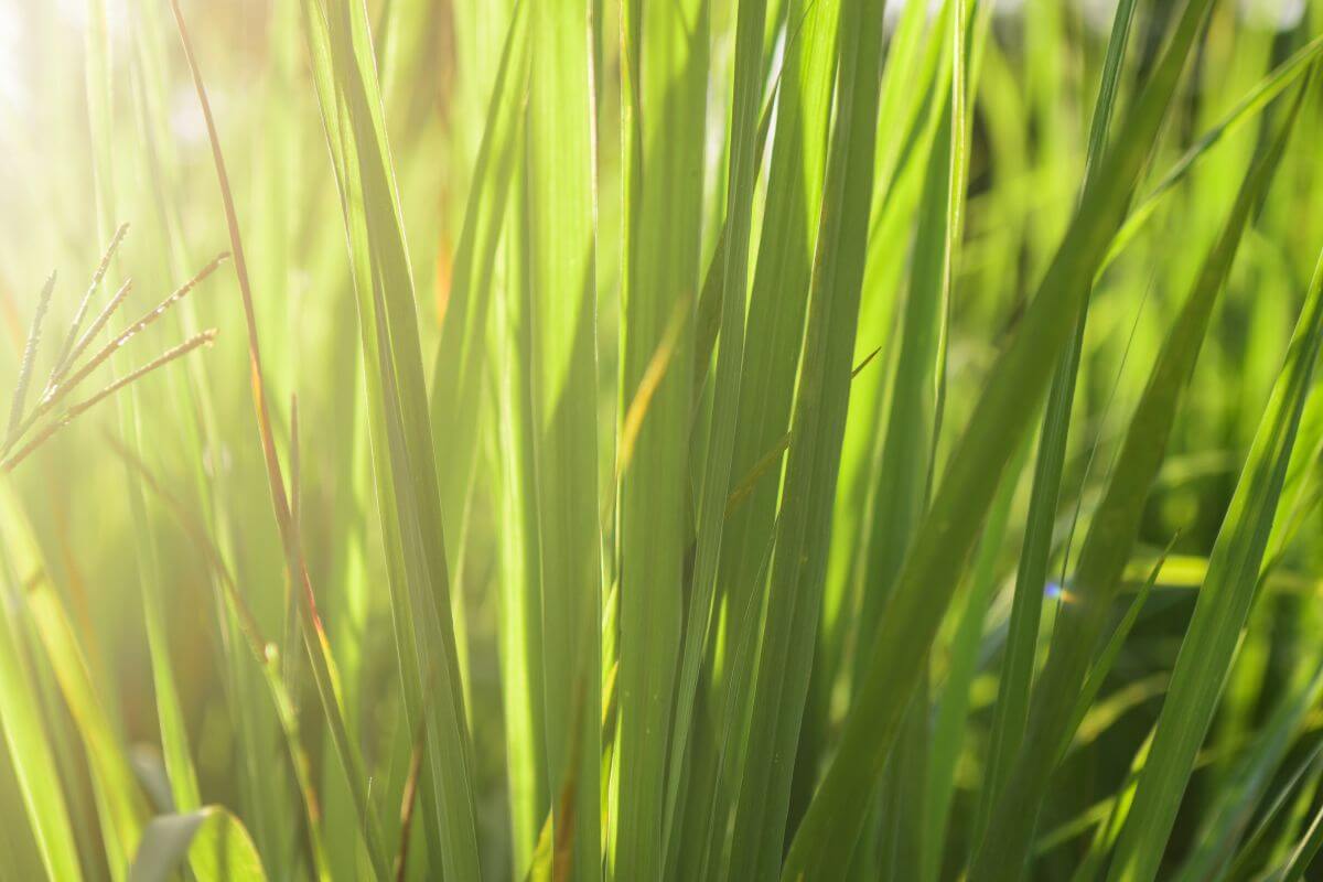 Close-up of vibrant green grass blades with sunlight streaming through.