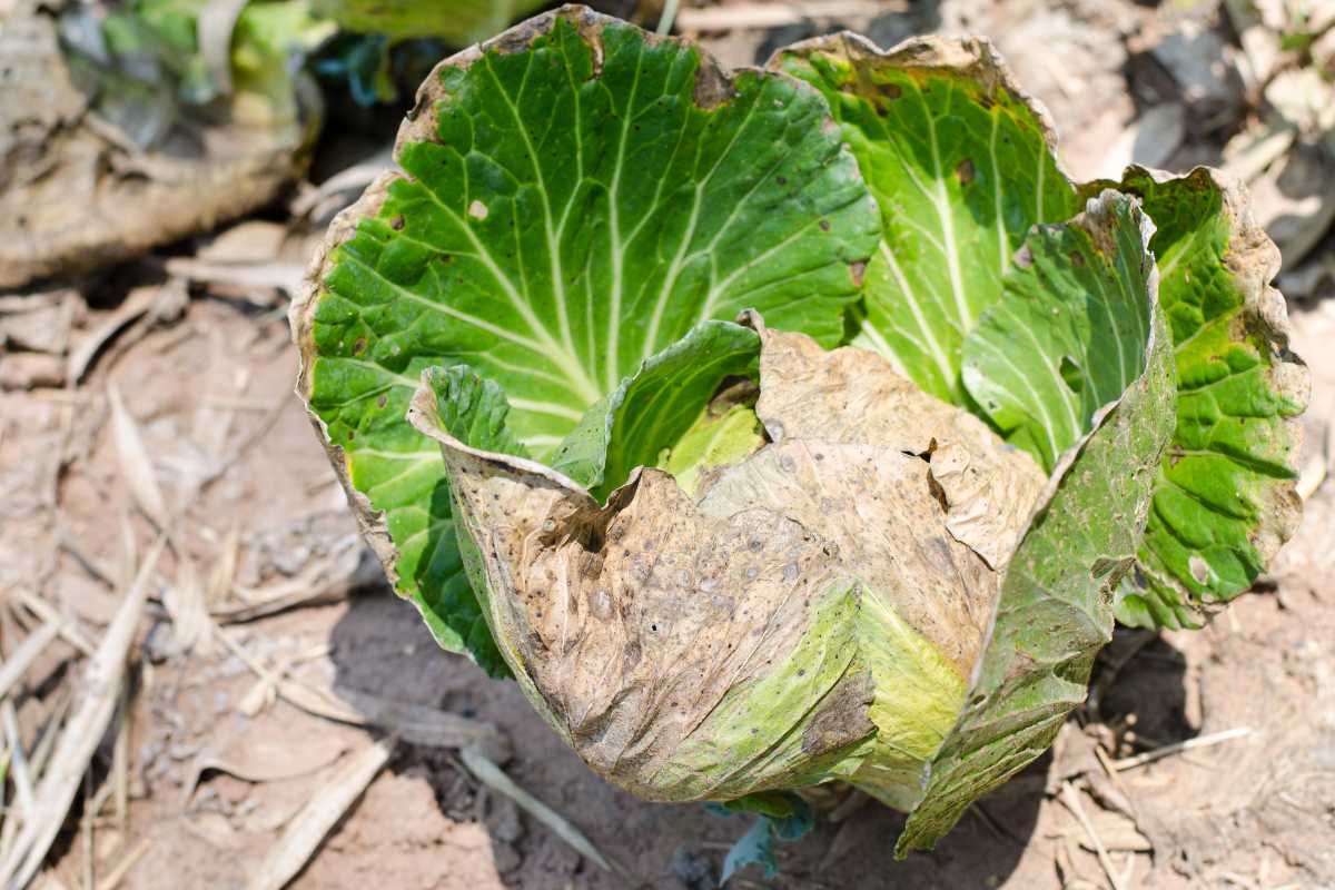 A wilted cabbage plant with brown, dried leaves and some green leaves stands in a sunlit garden bed. The soil around the plant appears dry, indicating disease affecting its health. 