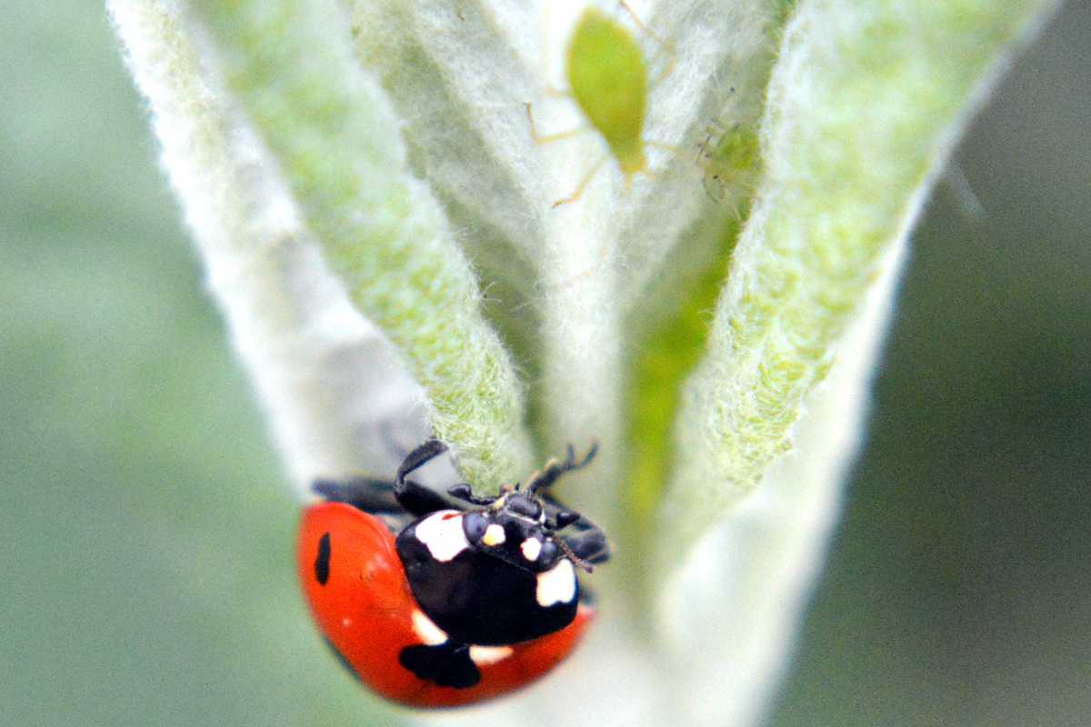 A ladybug with a bright red shell featuring black spots crawling on a fuzzy green plant stem. Above it, there's a small green aphid on the same plant.