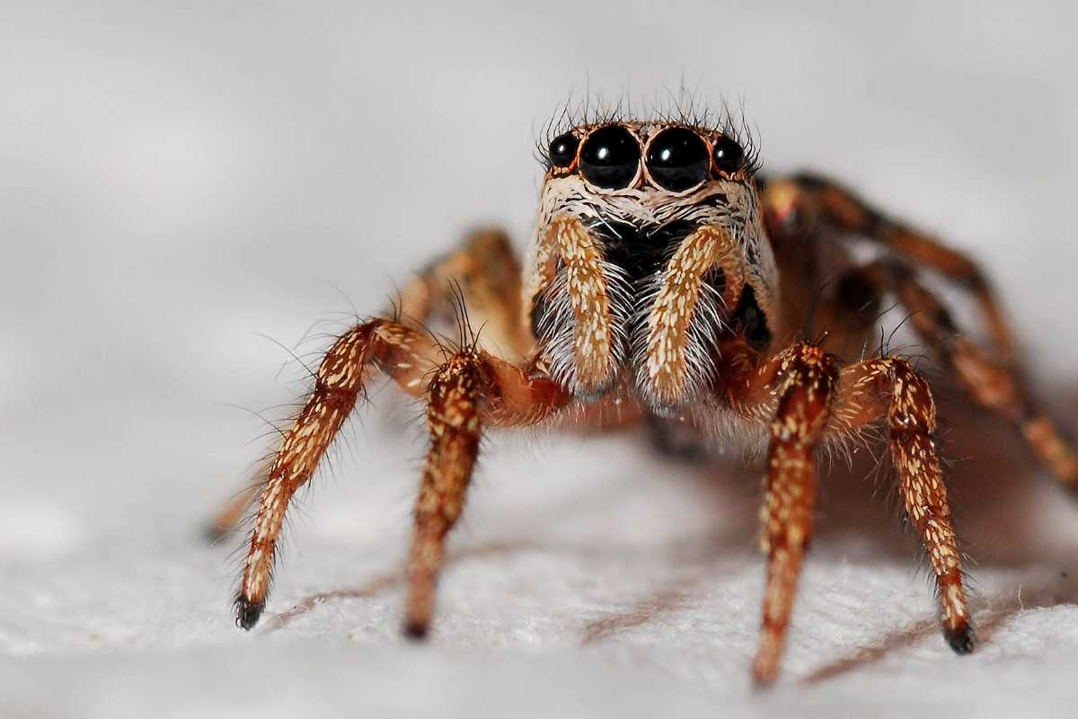 A jumping spider with intricate white, brown, and black patterns on its body. 