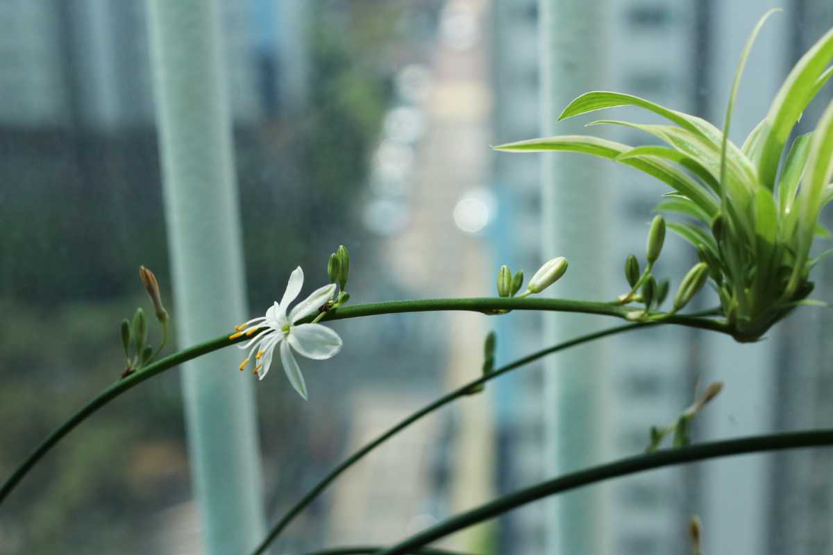 A delicate white spider plant flower with six blooming at the tip of a thin, curved stem with a blurred background of the city.