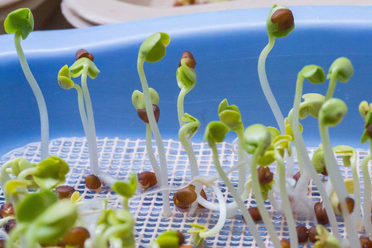 Close-up of green sprouts emerging from brown seeds for hydroponics on a blue mesh surface.