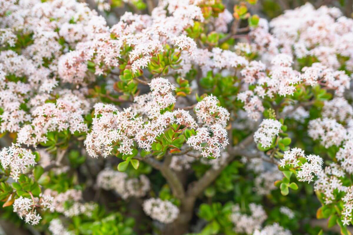 A dense cluster of small, star-shaped white flowers with hints of pink bloom on a succulent jade plant.