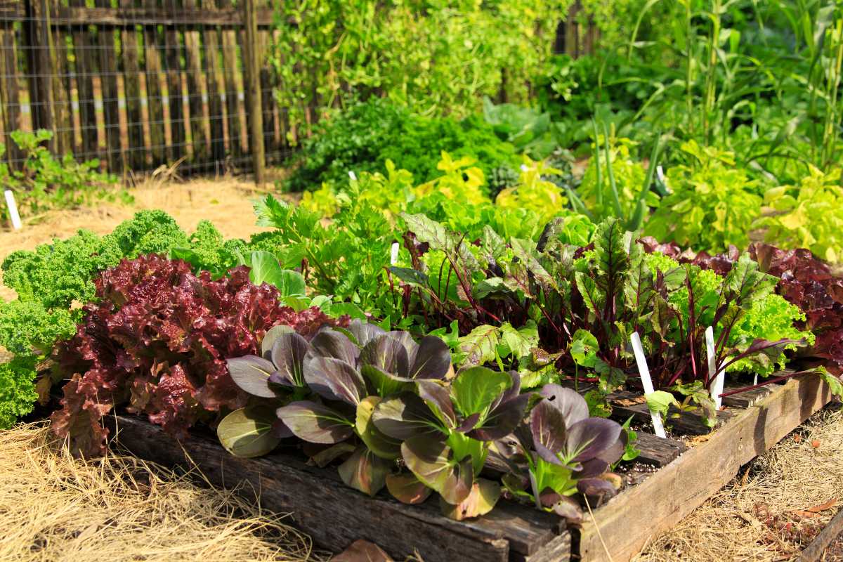 A thriving vegetable garden with various leafy greens such as lettuce, kale, and chard growing in a raised wooden bed. 